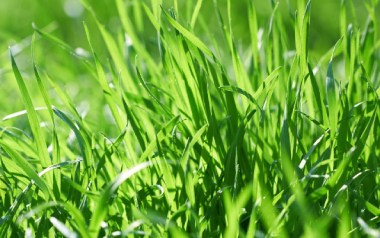 小草吉他谱_儿歌_C指法简单版吉他谱_吉他弹唱教学