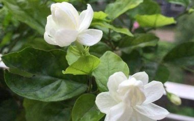 茉莉花指弹吉他谱_儿歌_原版指弹谱_独奏六线谱