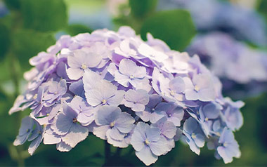 紫阳花指弹吉他谱_Gin_原版指弹谱_独奏六线谱